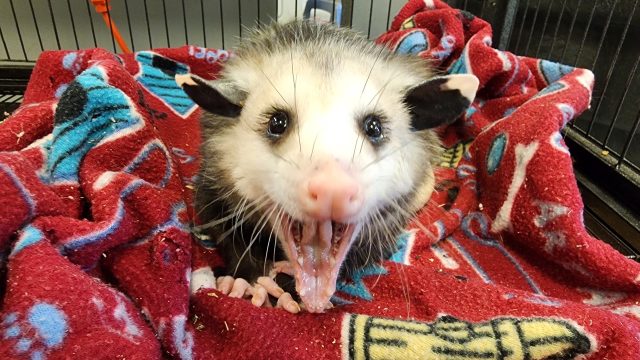 Virginia Opossums!