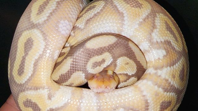 Banana Mojave Pastel Ball Python