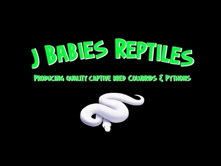 Jbabiesreptiles