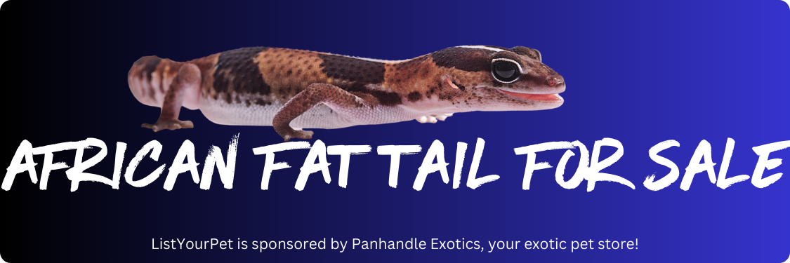 african fat tails for sale