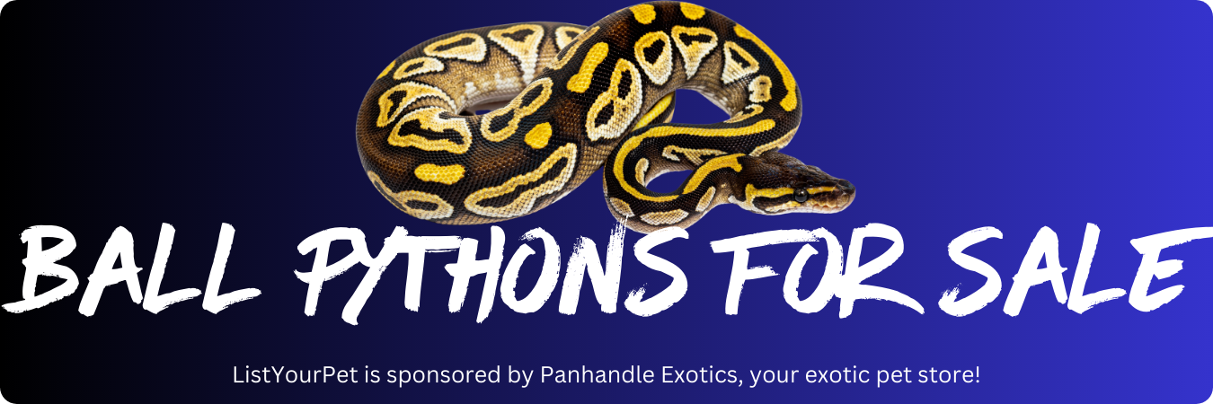 ball pythons for sale