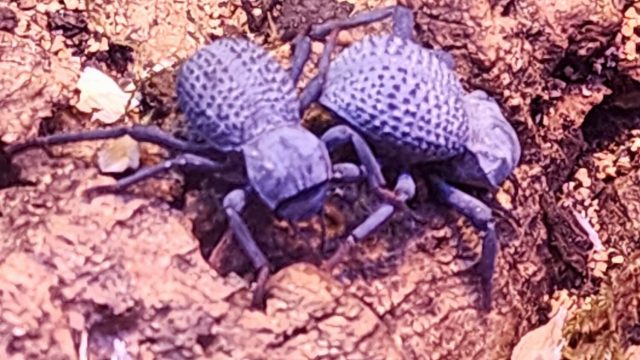 Blue Death Beetles!
