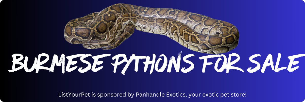 burmese pythons for sale