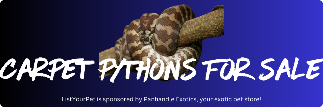 carpet pythons for sale