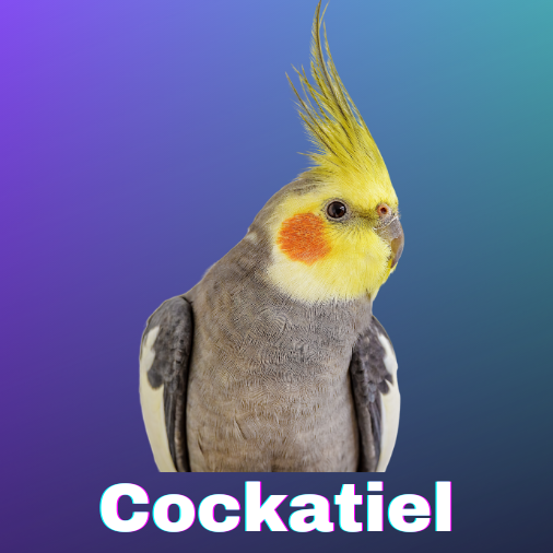 cockatiel