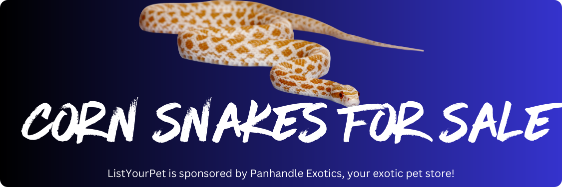 corn snakes for sale