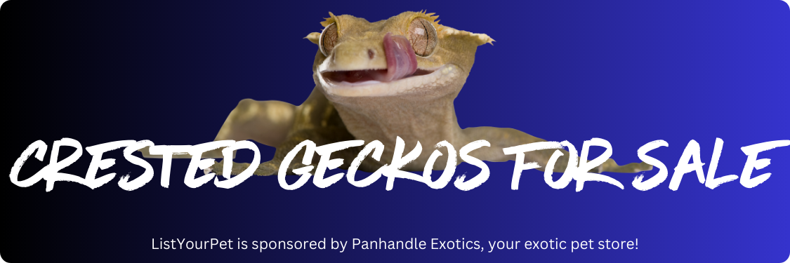 crested geckos for sale