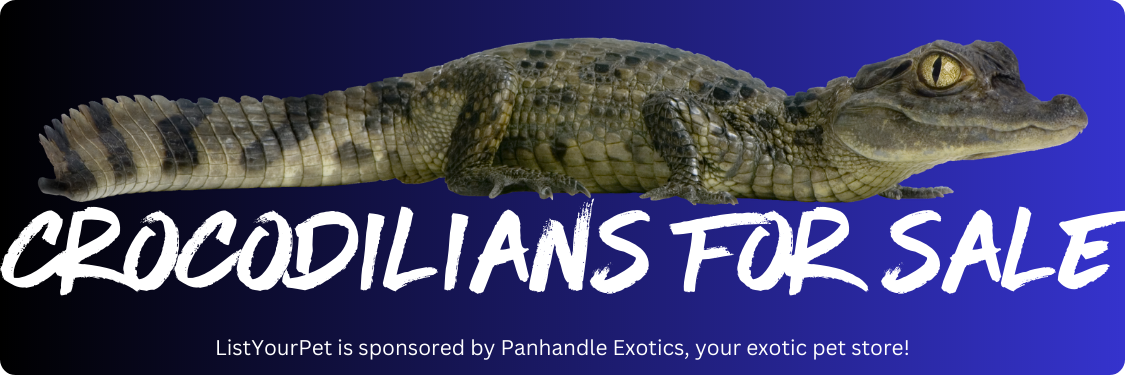 crocodilians for sale