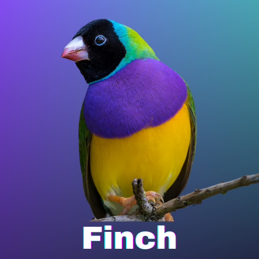 finch