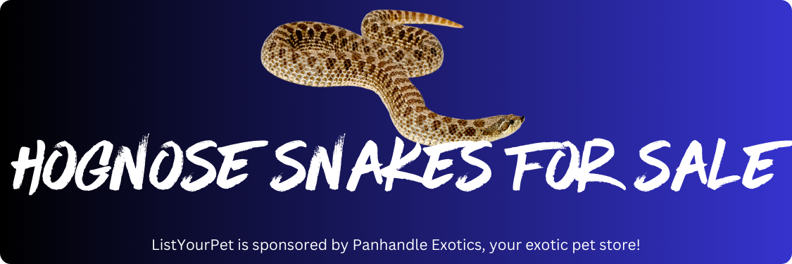 hognose snakes for sale