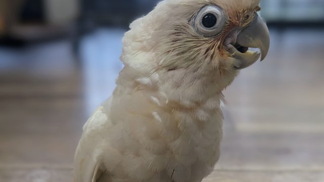 Baby Goffins Cockatoo