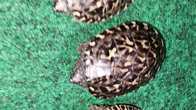 Mexican Musk Turtles!
