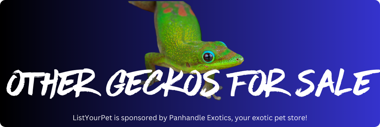 other geckos for sale
