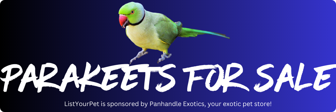 parakeets for sale