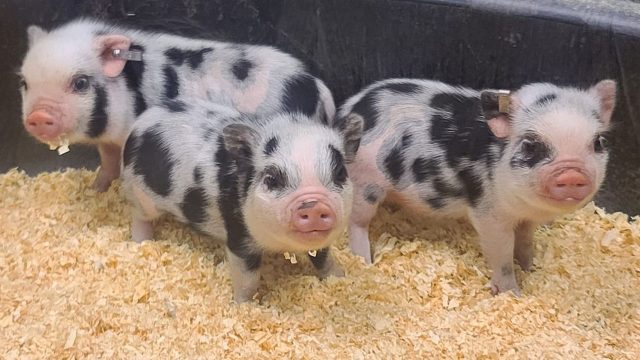 Juliana Mini Pigs!