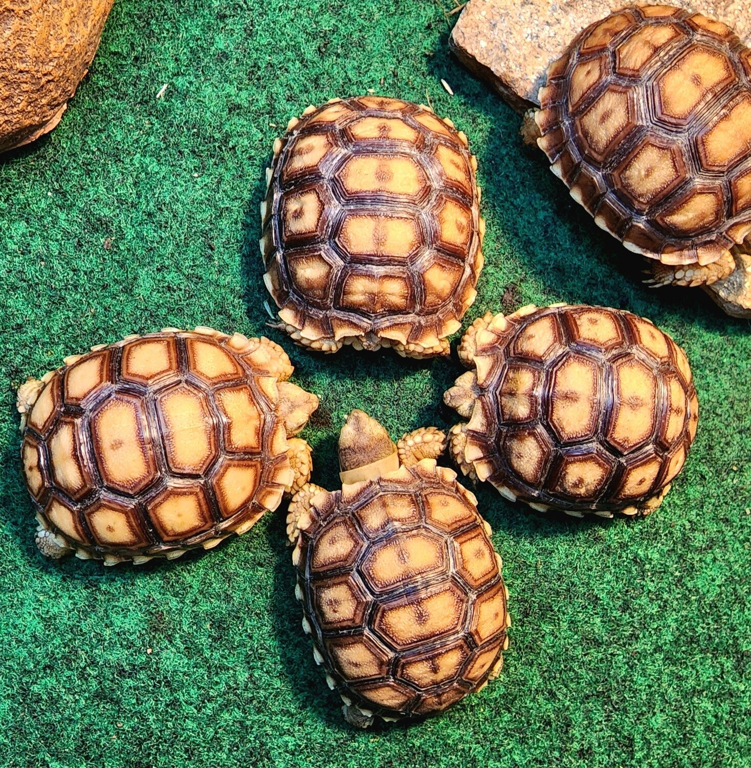 Sulcata Tortoises! - List Your Pet