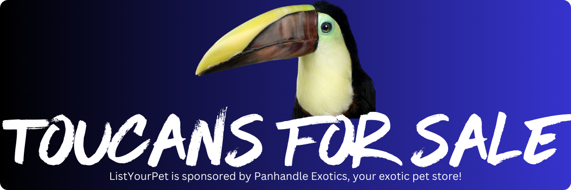 toucans for sale