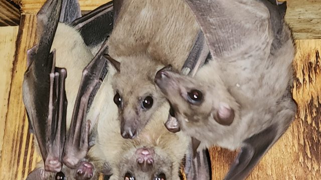 Egyptian Fruit Bats! Proven breeding colony!