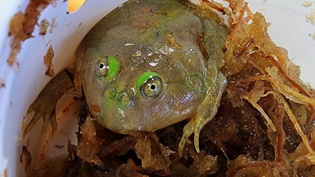 Budgetts Frog