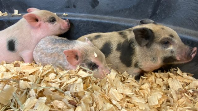 Mini Pigs!