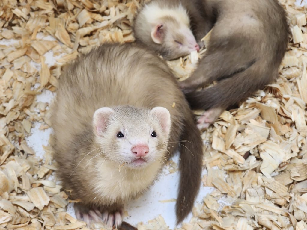 nm ferret