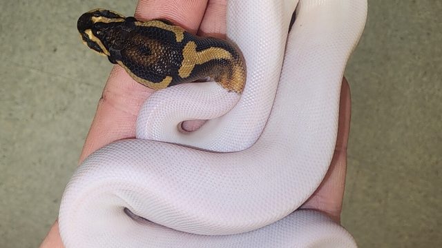 High White Pied Ball Python