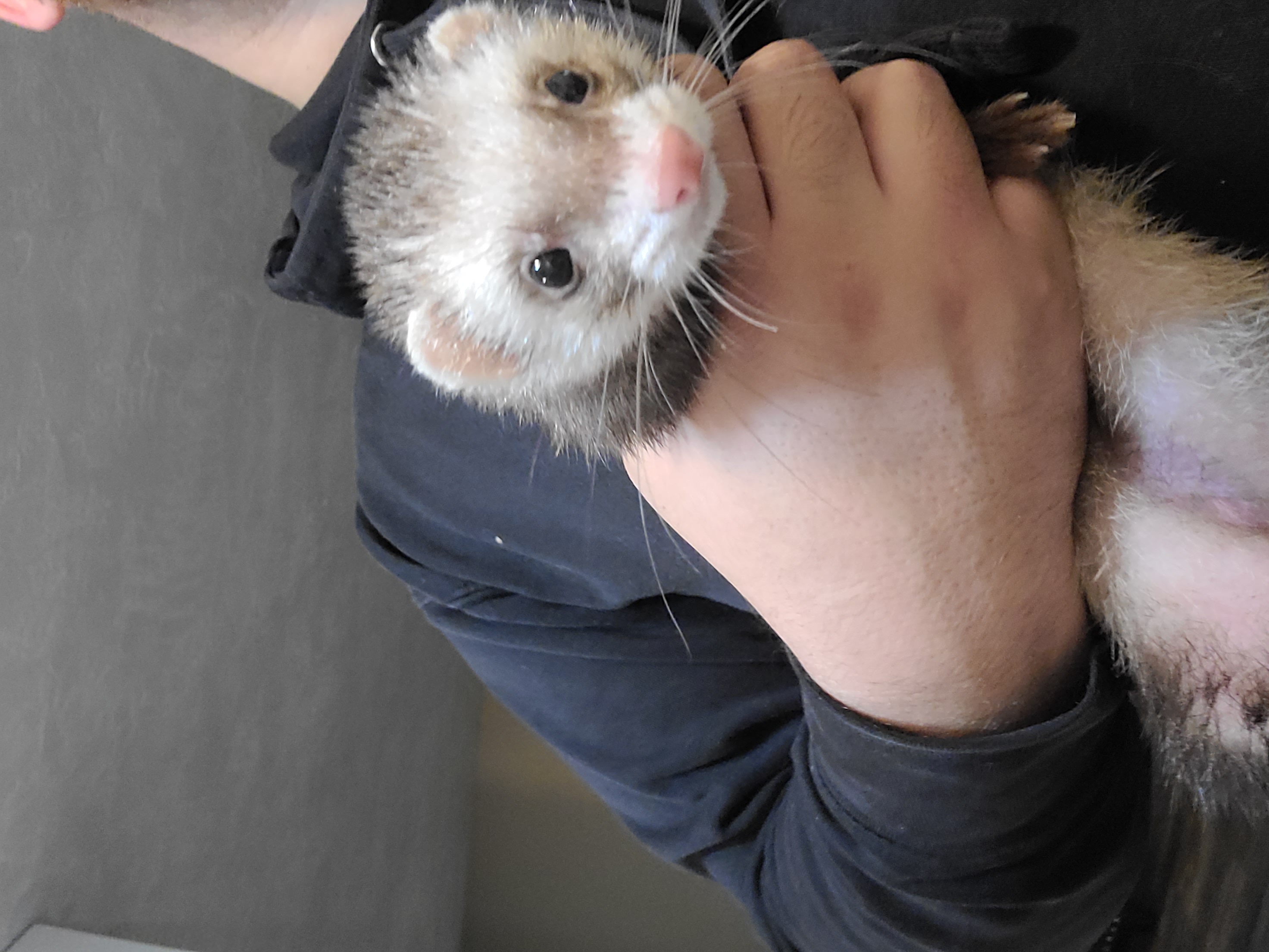 Ferret - List Your Pet