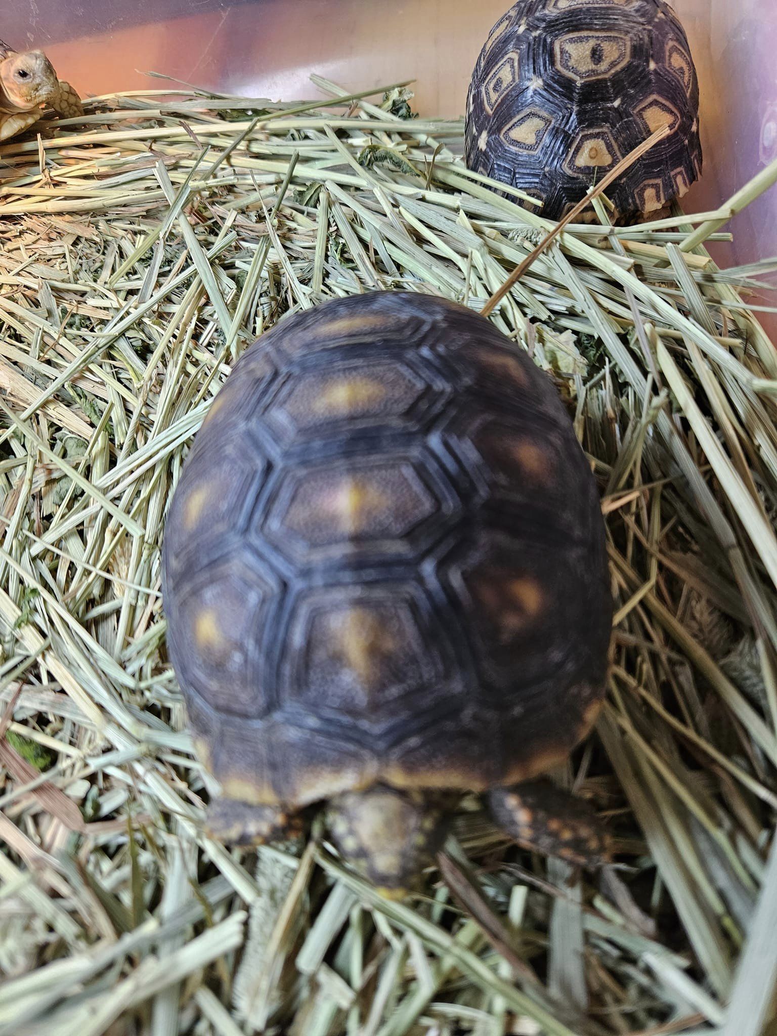 Redfoot Tortoises - List Your Pet