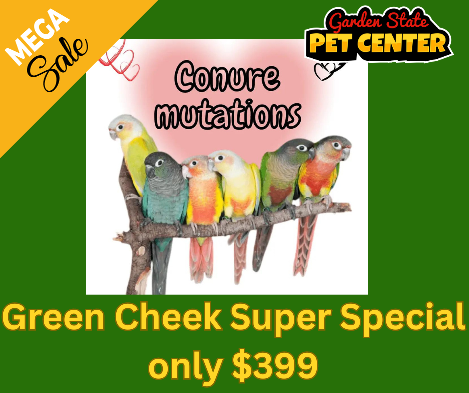 Green Cheek Supe Special only $399