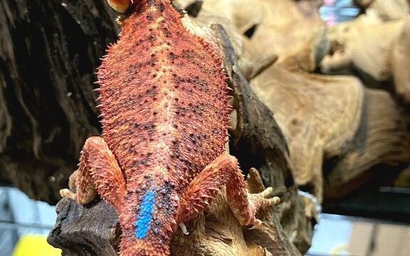 Red Translucent Bearded Dragon, import!