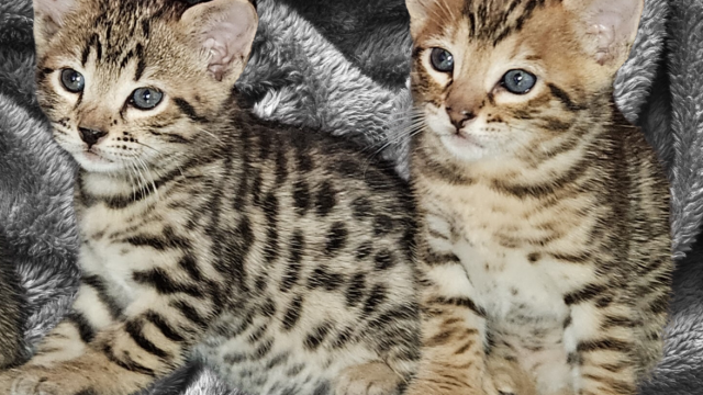 Savannah Kittens!