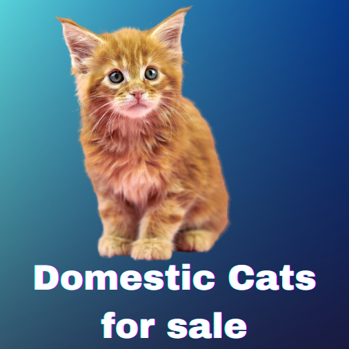 cat for sale button