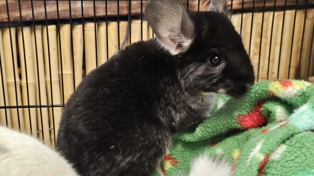 Black Chinchilla!