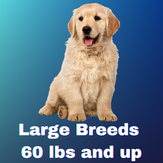 large breed button