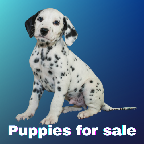 puppies for sale main button