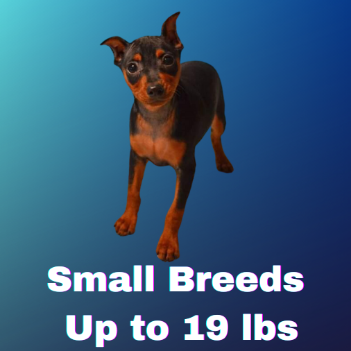 small breed dog button