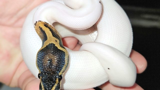 High White Pied Ball Python