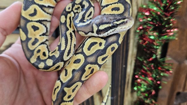 Pastel Special Ball Python