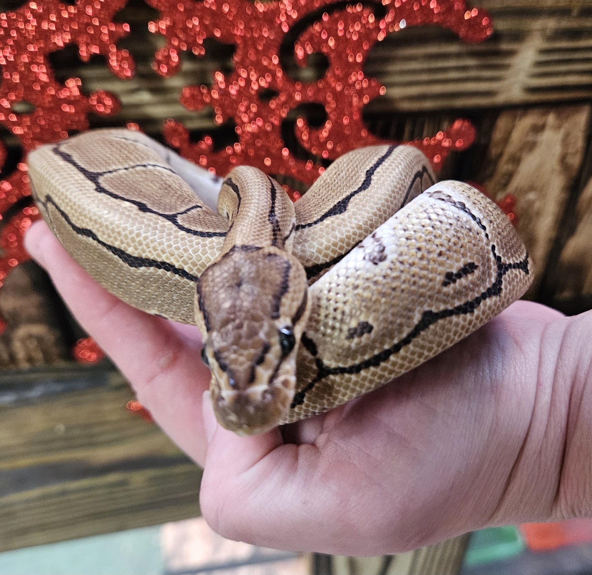 Pinstripe Ball Python - List Your Pet