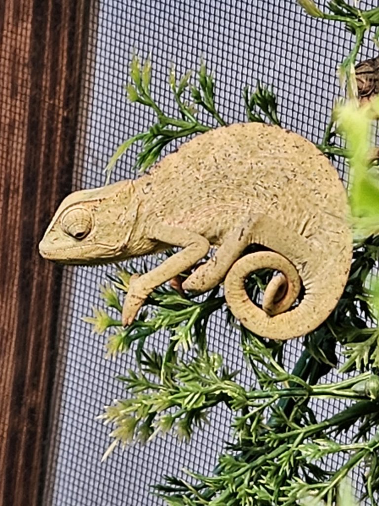 senegal-chameleon
