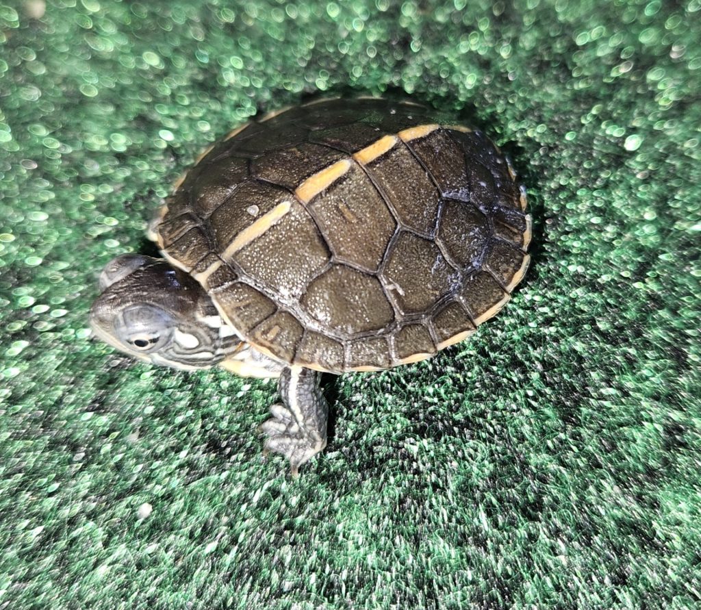 southern-painted-turtles