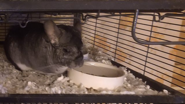 Chinchilla