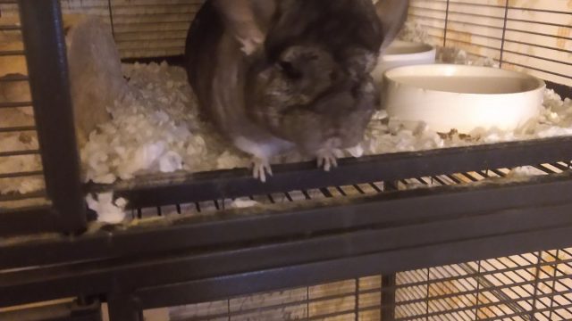 Chinchilla