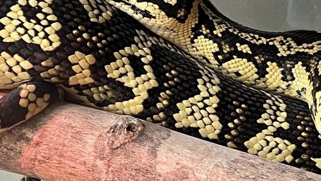 Jungle carpet python