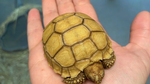 Ivory Sulcata Tortoise