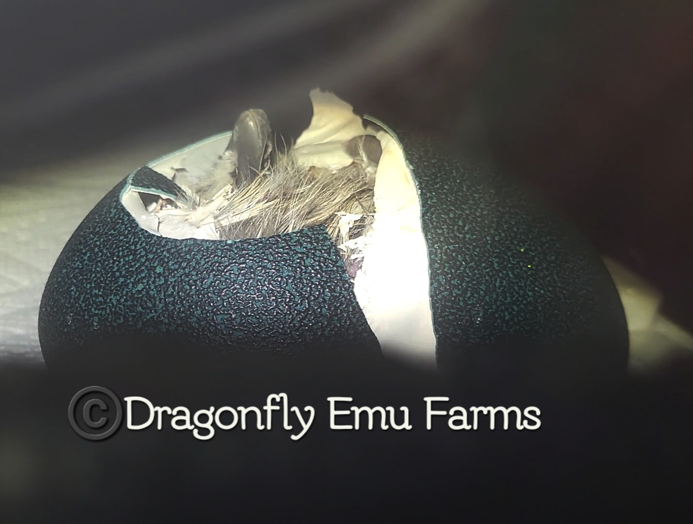 Dragonfly Emu Farms