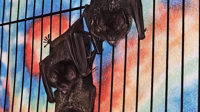 Seba Short Tailed Bats