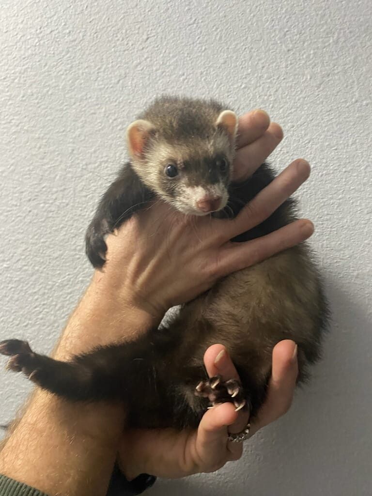 ferret-1