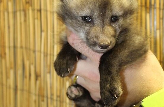 Fox Kits, reserve yours now!