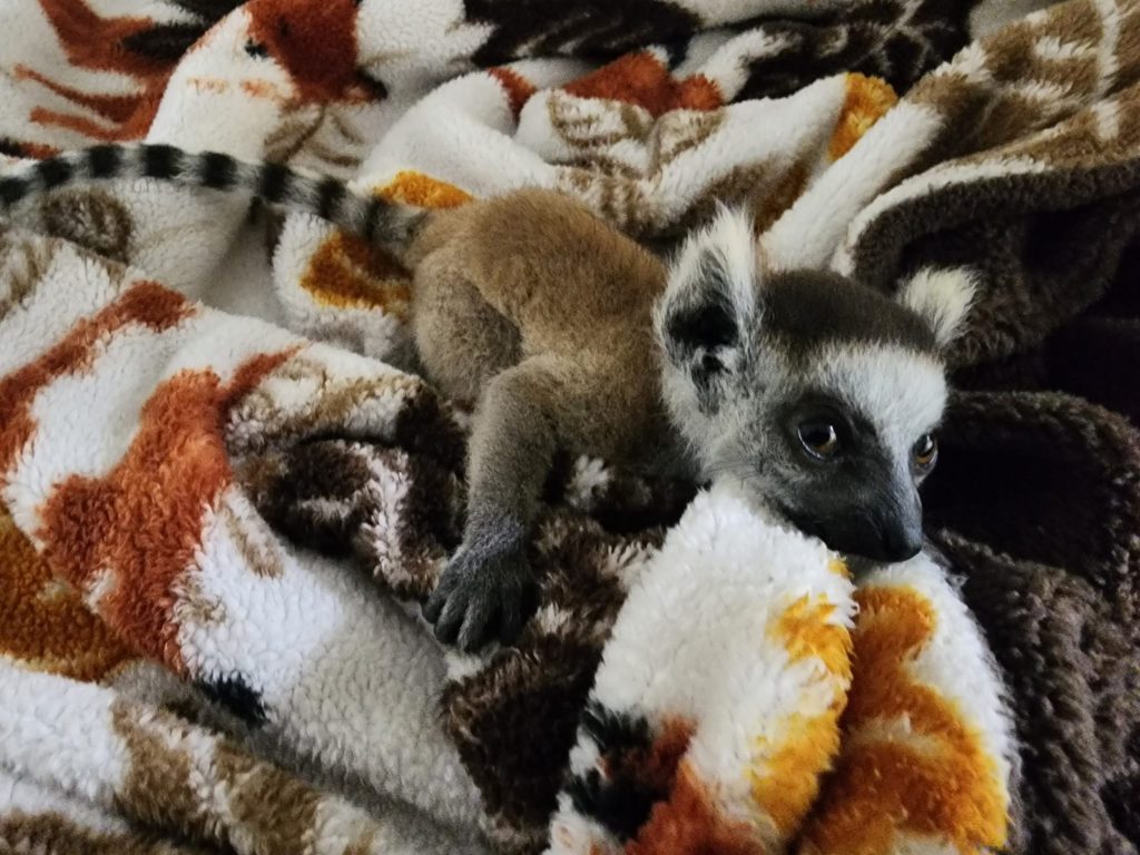 lemur